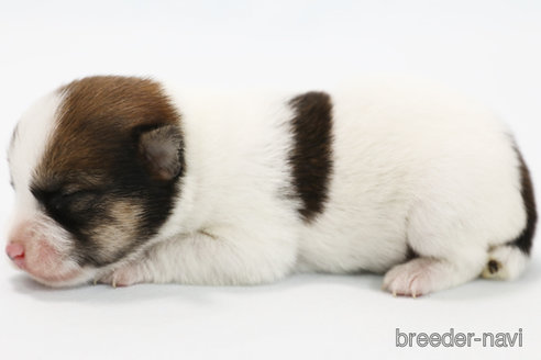 成約済の神奈川県のジャックラッセルテリア-305795の6枚目